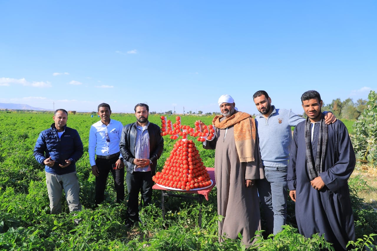 جانب من فرحة حصاد الطماطم بالأقصر