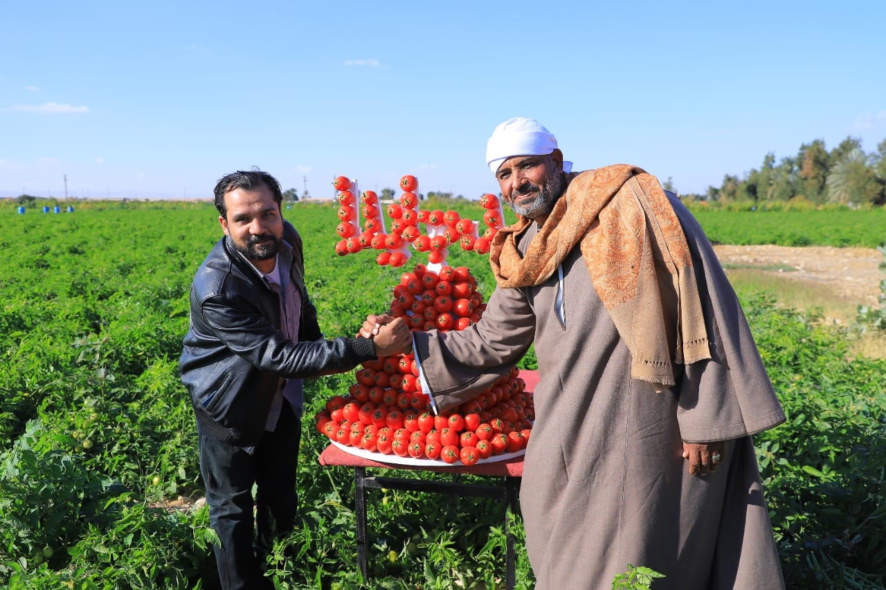 فرحة حصاد الطماطم بمزارع الأقصر