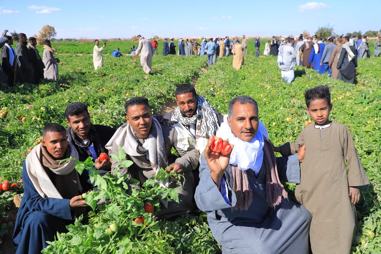 يوم حقلى فى مزارع الطماطم بالأقصر