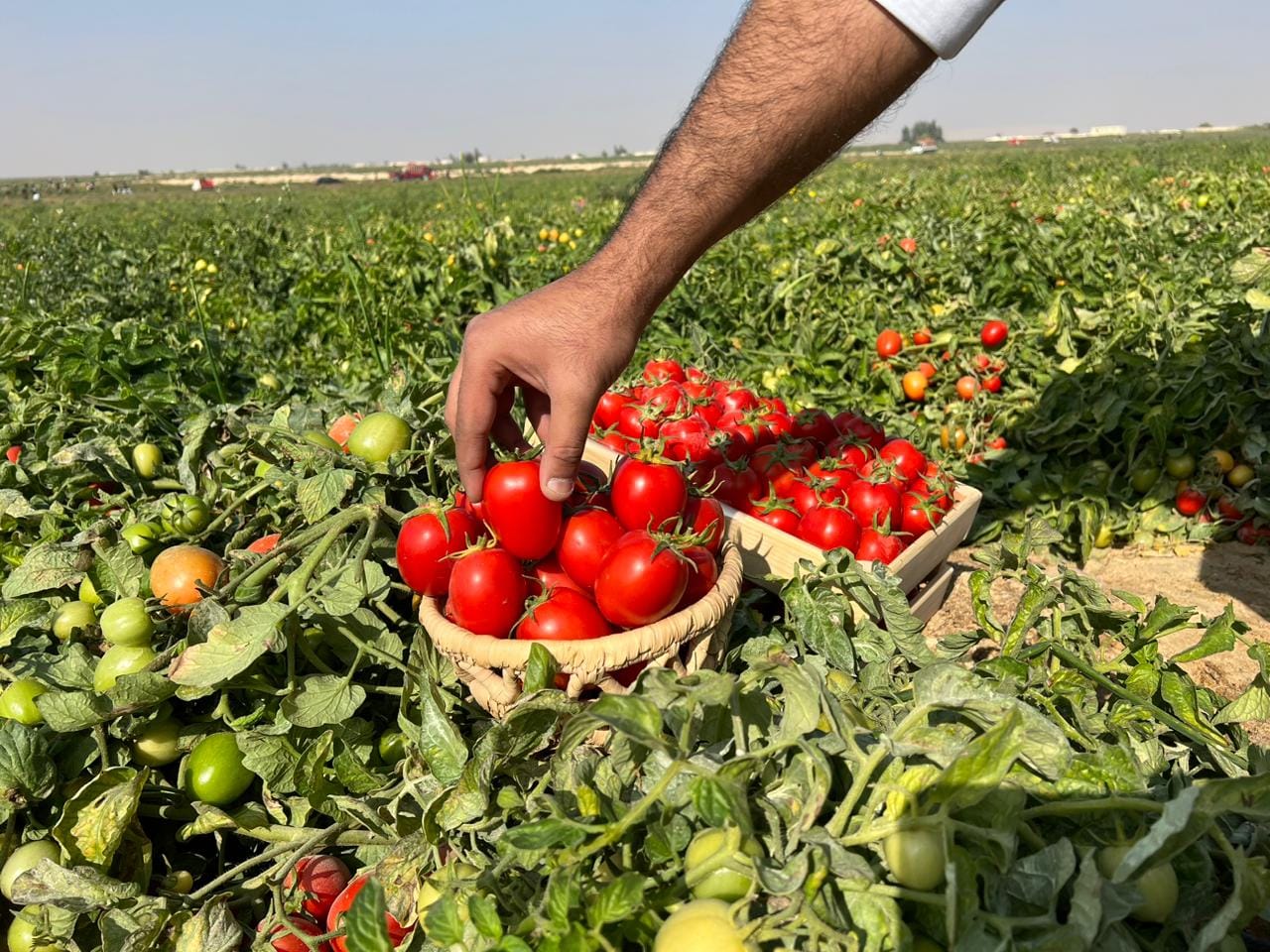 الطماطم لدى حصادها فى مزارع جنوب الأقصر