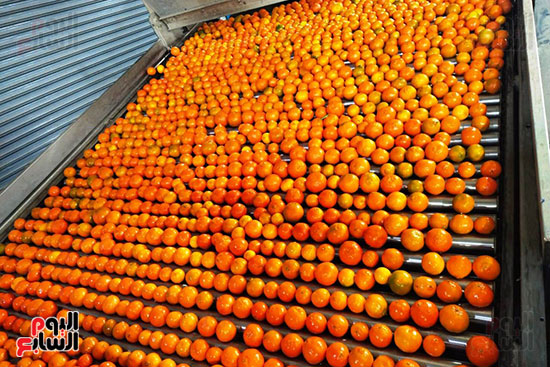 جمال-برتقال-القليوبية