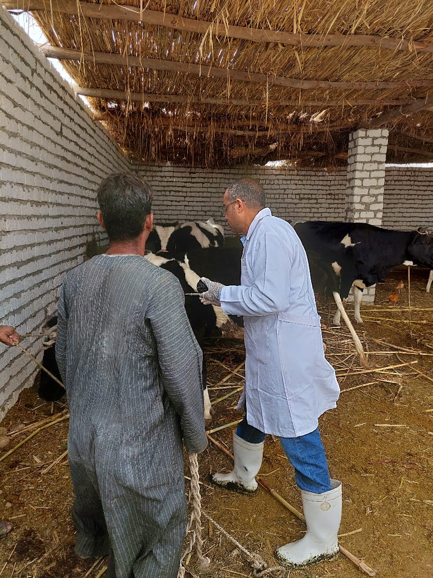 عمليات تحصين الماشية فى قرى الأقصر