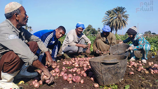 محصول-البطاطس-الاحمر-بالمنيا-(1)