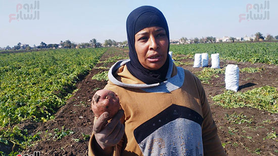 حصاد-محصول-البطاطس-الاحمر-(3)