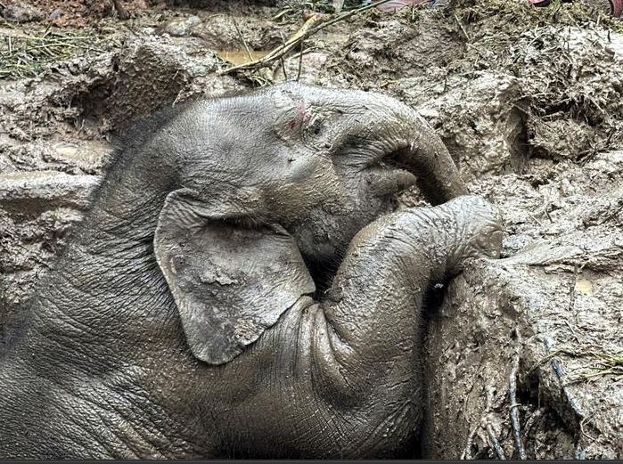 سقط طفل وأم فيل في فتحة في حديقة خاو ياي الوطنية ، مقاطعة ناخون نايوك ، تايلاند