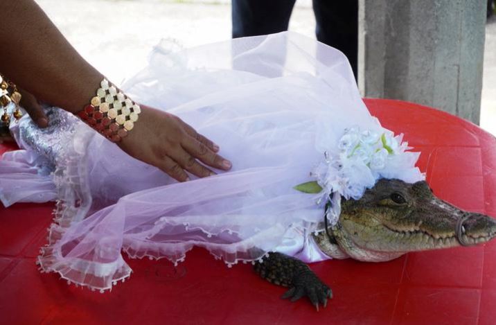 امرأة تلمس تمساحًا يبلغ من العمر سبع سنوات يرتدي زي عروس للزواج الطقسي التقليدي ، ويرجع تاريخه على الأرجح إلى قرون إلى عصور ما قبل الإسبان