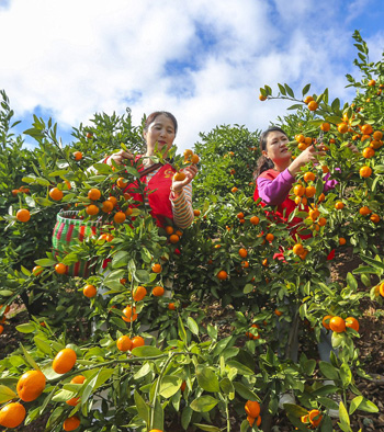 موسم حصاد البرتقال فى الصين (9)