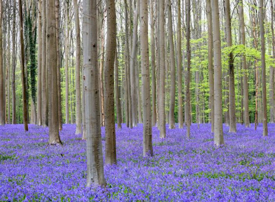 الزهرة الزرقاء البرية التي تتفتح في منتصف أبريل تقريبًا وتحول أرضية الغابة إلى اللون الأزرق