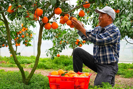 موسم حصاد البرتقال فى الصين (8)