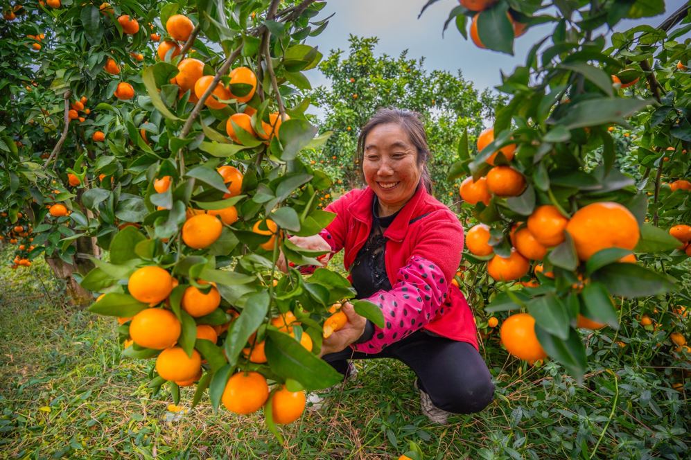 موسم حصاد البرتقال فى الصين (6)