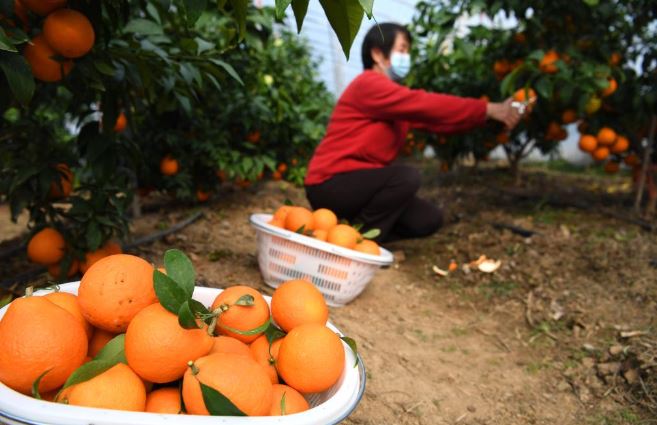 موسم حصاد البرتقال فى الصين (5)