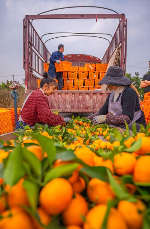 تعبئة محصول البرتقال فى الصين