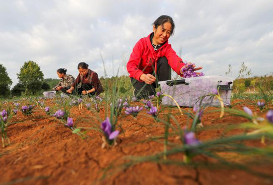 زراعة الزعفران فى الصين (2)