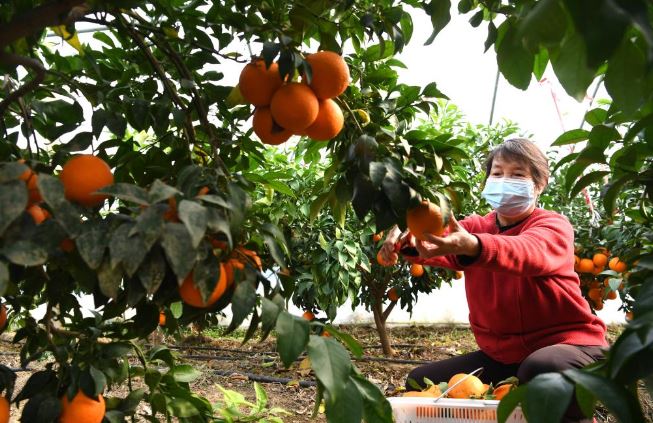 موسم حصاد البرتقال فى الصين (1)