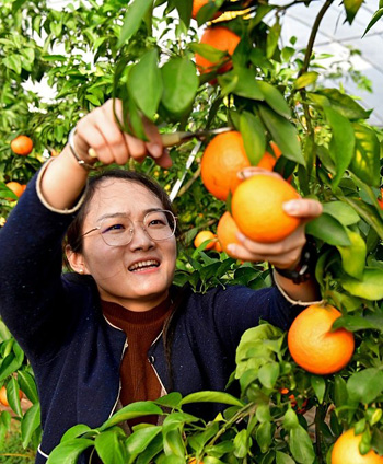 موسم حصاد البرتقال فى الصين (7)
