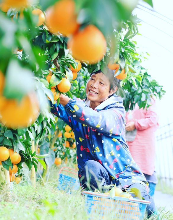 موسم حصاد البرتقال فى الصين (3)