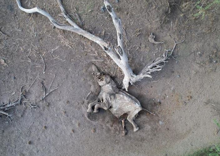 جثة فيل مات أثناء الجفاف شوهدت في محمية شابا الوطنية فى كينيا