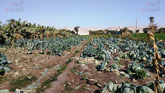 زراعات-الكرنب-والقرنبيط-بالمنيا-(1)