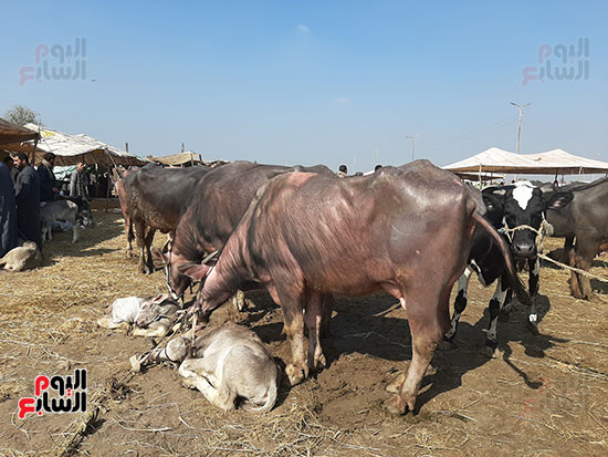 سوق-الماشية-(4)