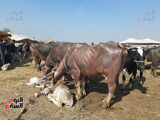 سوق-الماشية-(3)