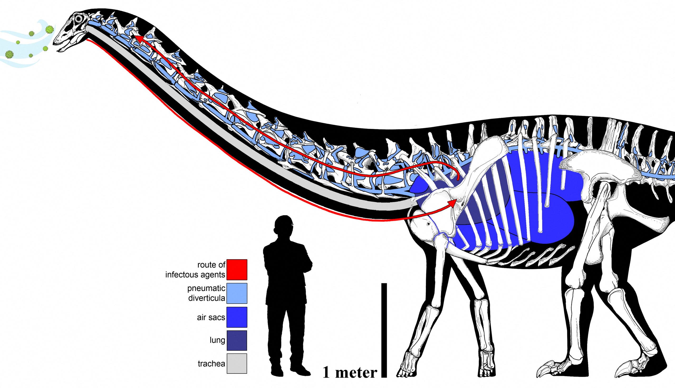 رسم يظهر الجهاز التنفسي المفترض للديناصور دوللي ويقارن طوله بطول البشر