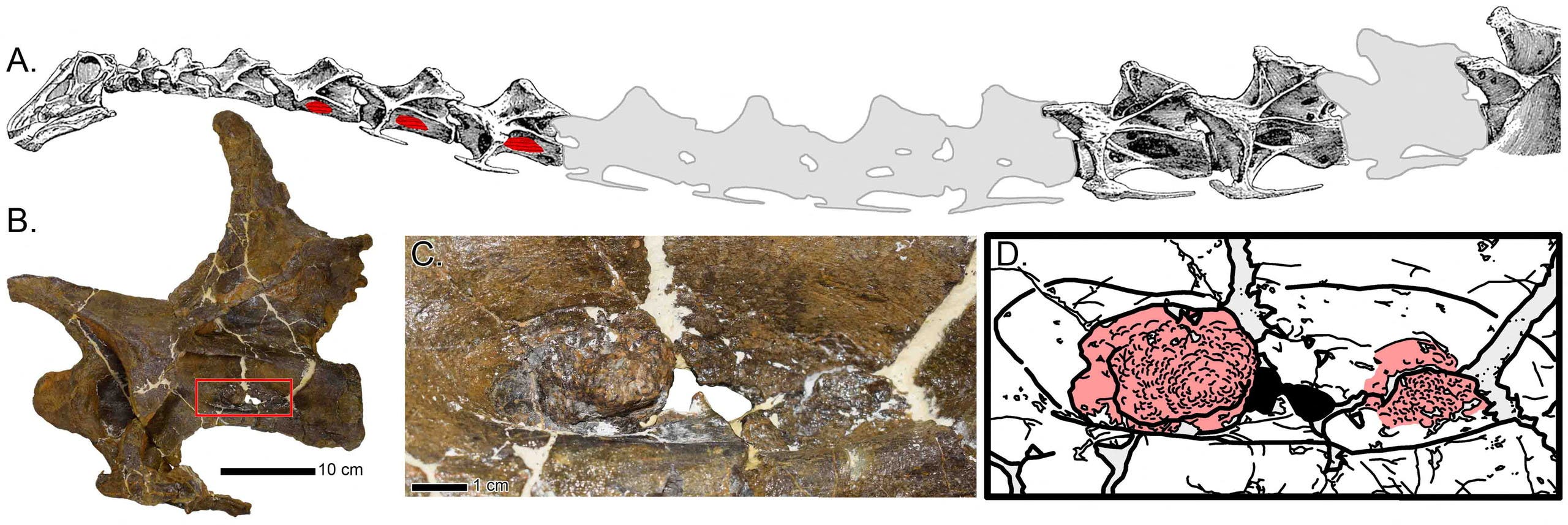 عظام رقبة الديناصور دوللي وتظهر عليها النتوءات