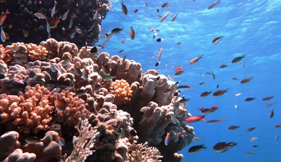 اسماك الاعماق والشباب المرجانية