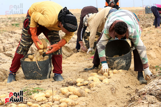 حصاد البطاطس (9)
