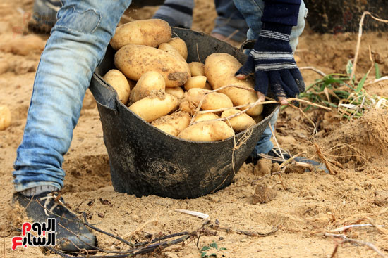 حصاد البطاطس (10)