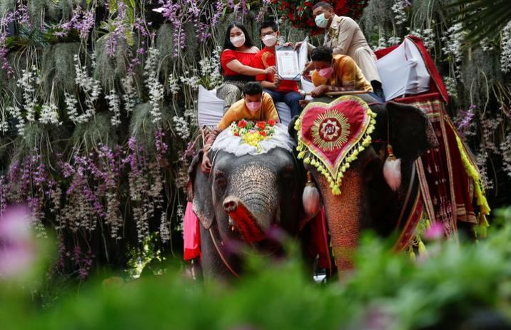 حفل توقيع رخصة الزواج على الأفيال في عيد الحب بتايلاند