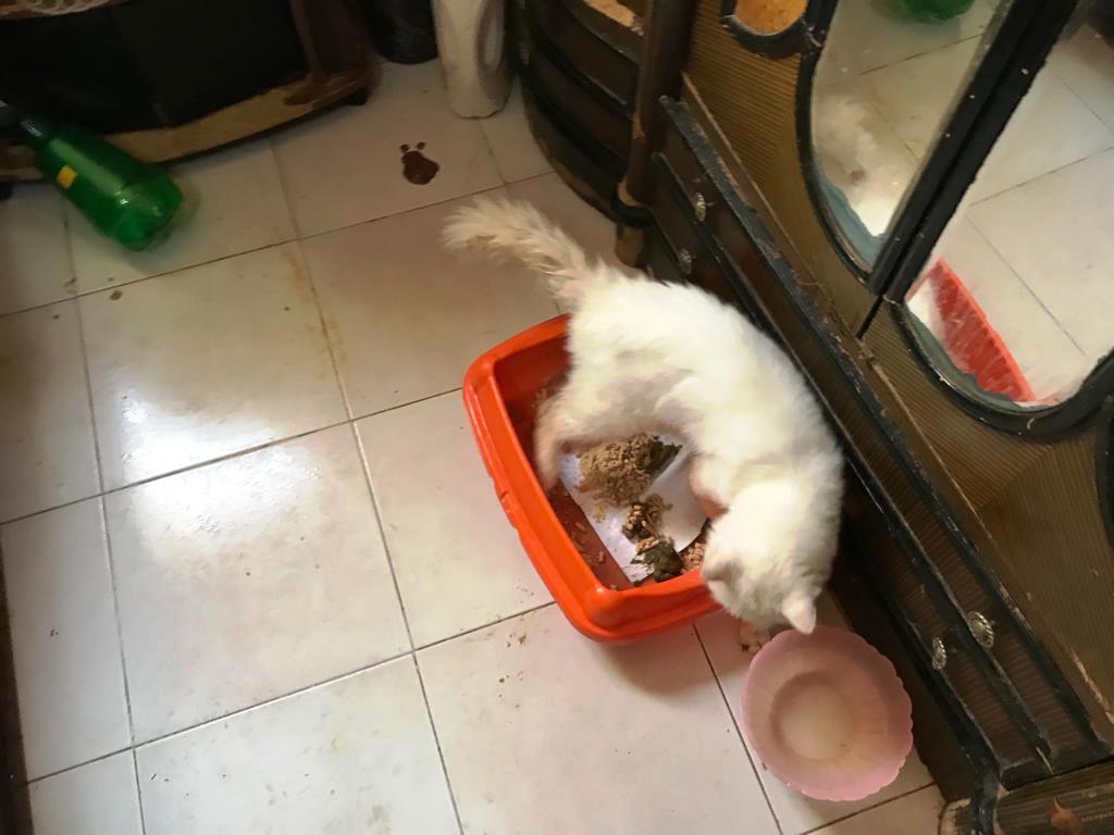 إحدى القطط تتناول الطعام