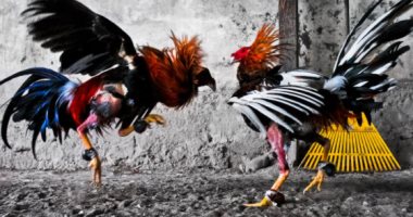 مصارعة الديوك مصارعة الديوك