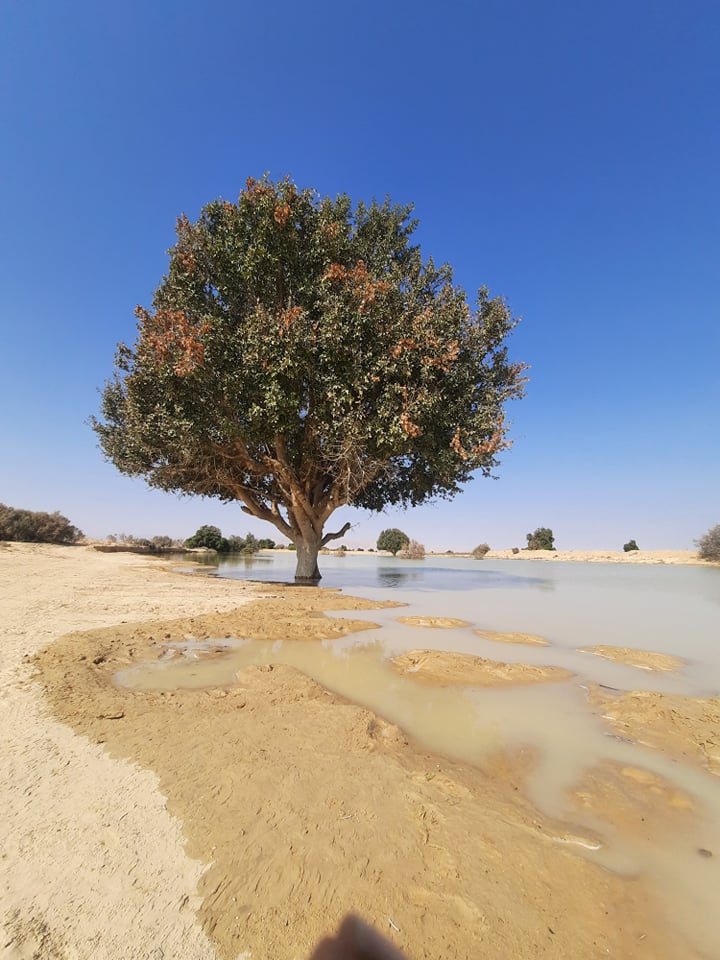 سيول محدودة بوسطط سيناء