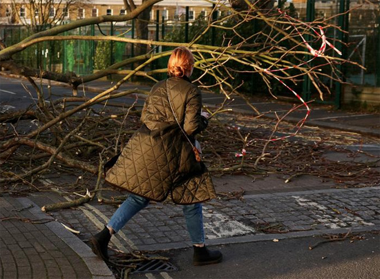 شجرة سقطت في شارع جانبي في فولهام خلال عاصفة يونيس في لندن