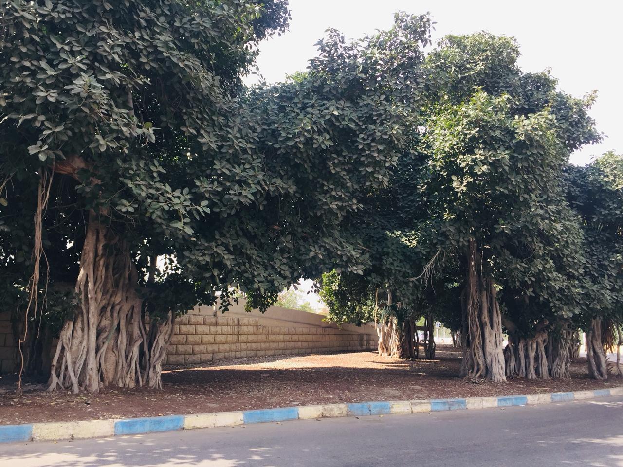 شجرة التين البنغالى بالإسماعيلية (8)