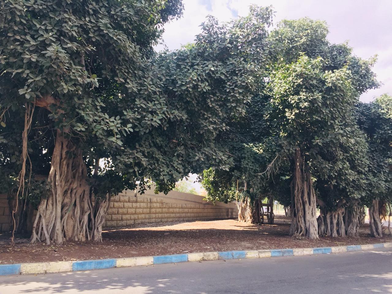 شجرة التين البنغالى بالإسماعيلية (13)