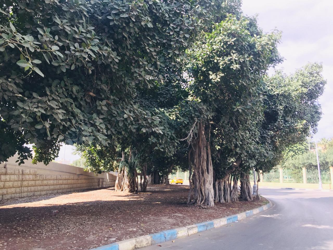 شجرة التين البنغالى بالإسماعيلية (9)