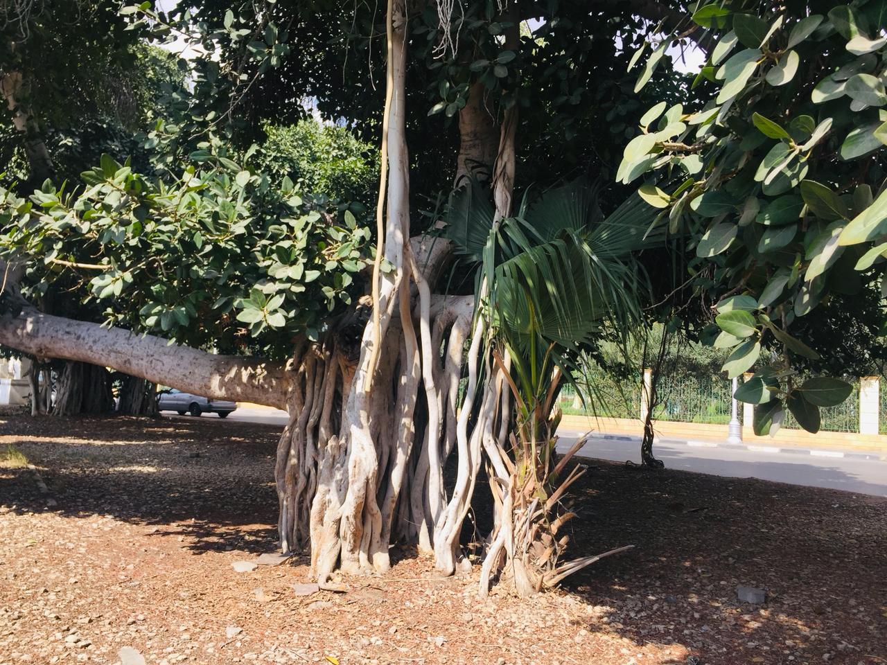 شجرة التين البنغالى بالإسماعيلية (1)