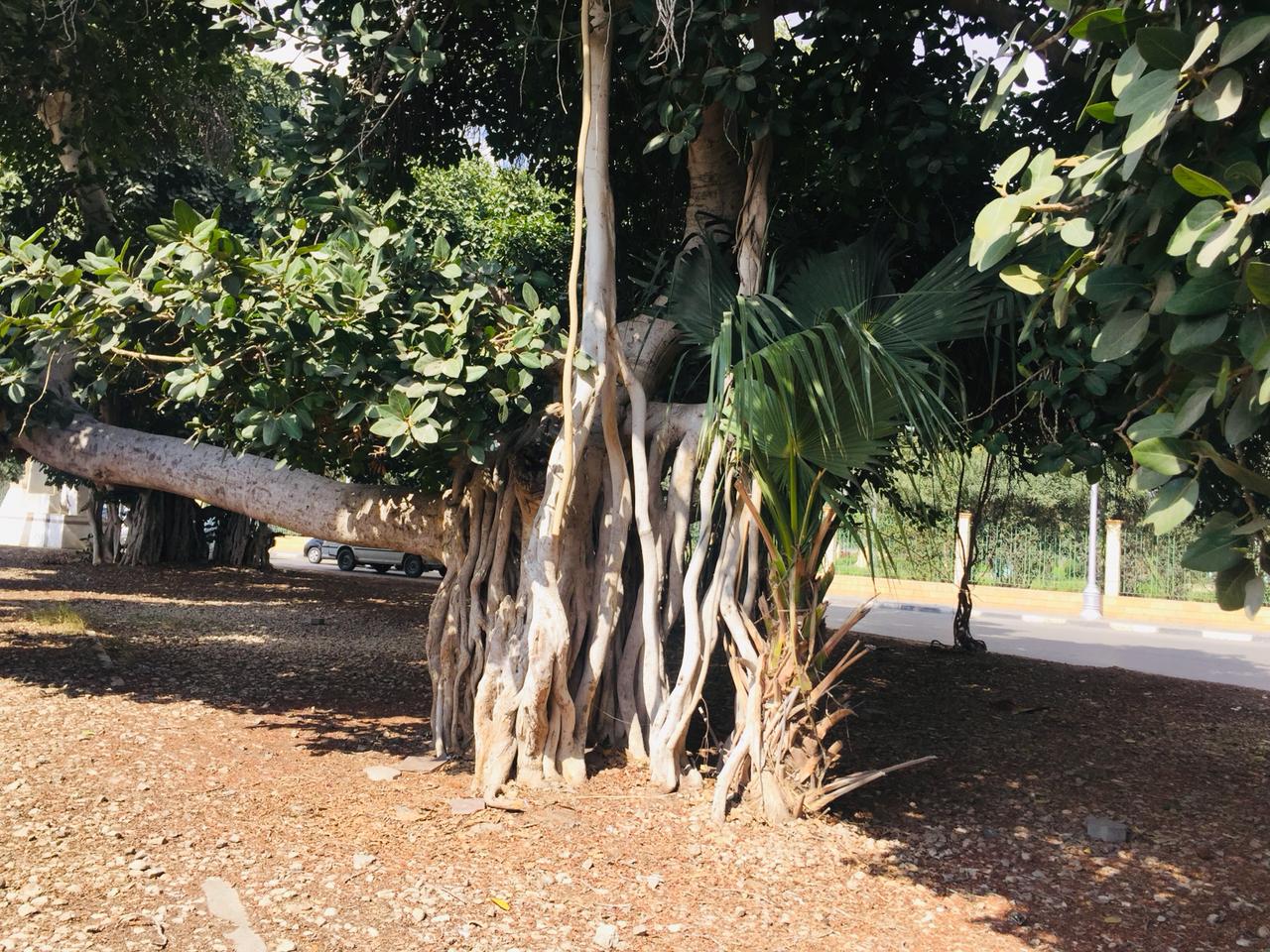 شجرة التين البنغالى بالإسماعيلية (10)