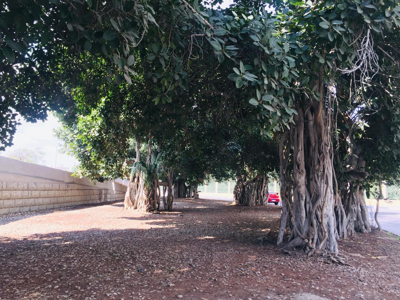 شجرة التين البنغالى بالإسماعيلية (4)