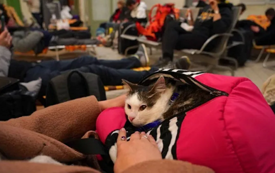 قطة داخل حقيبة