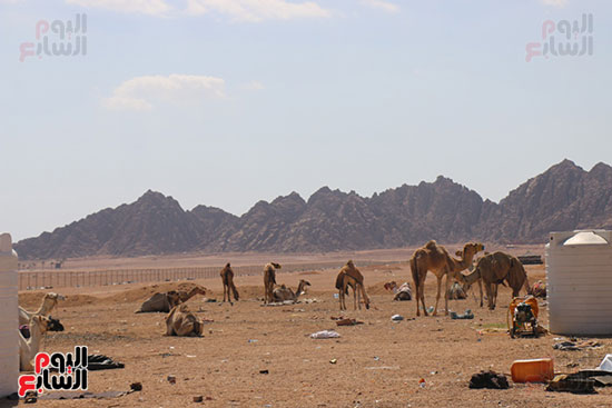 محافظ جنوب سيناء يتفقد أعمال إنشاء قرية التراث البدوي بمضمار الهجن بشرم الشيخ (4)