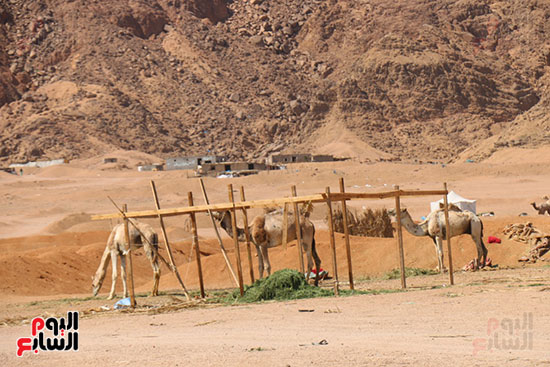 محافظ جنوب سيناء يتفقد أعمال إنشاء قرية التراث البدوي بمضمار الهجن بشرم الشيخ (8)