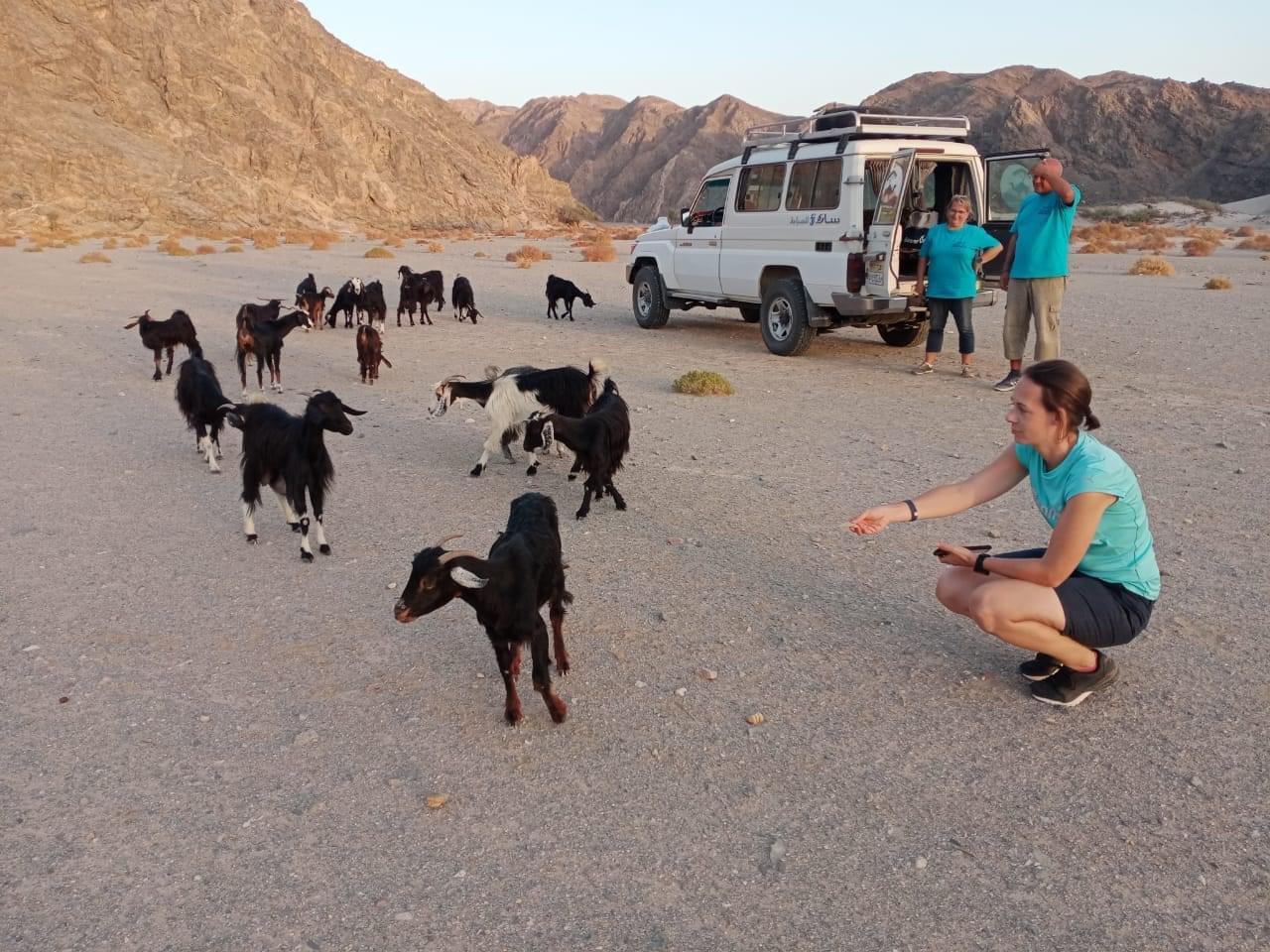 السياح وسط صحراء مرسى علم 