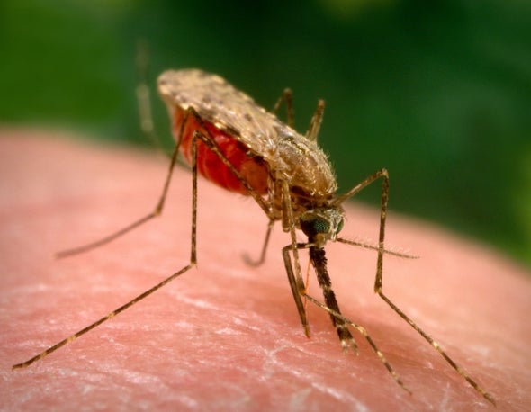 البعوضة المسببه للملاريا
