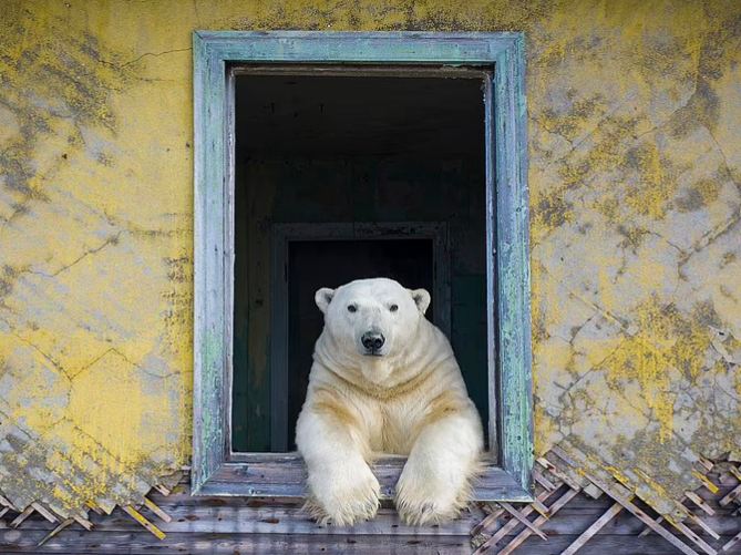 A bear lives in an abandoned weather station