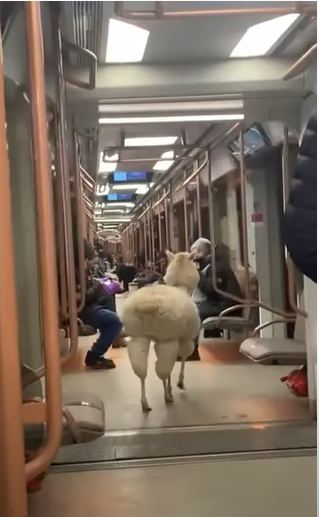 animal in the metro