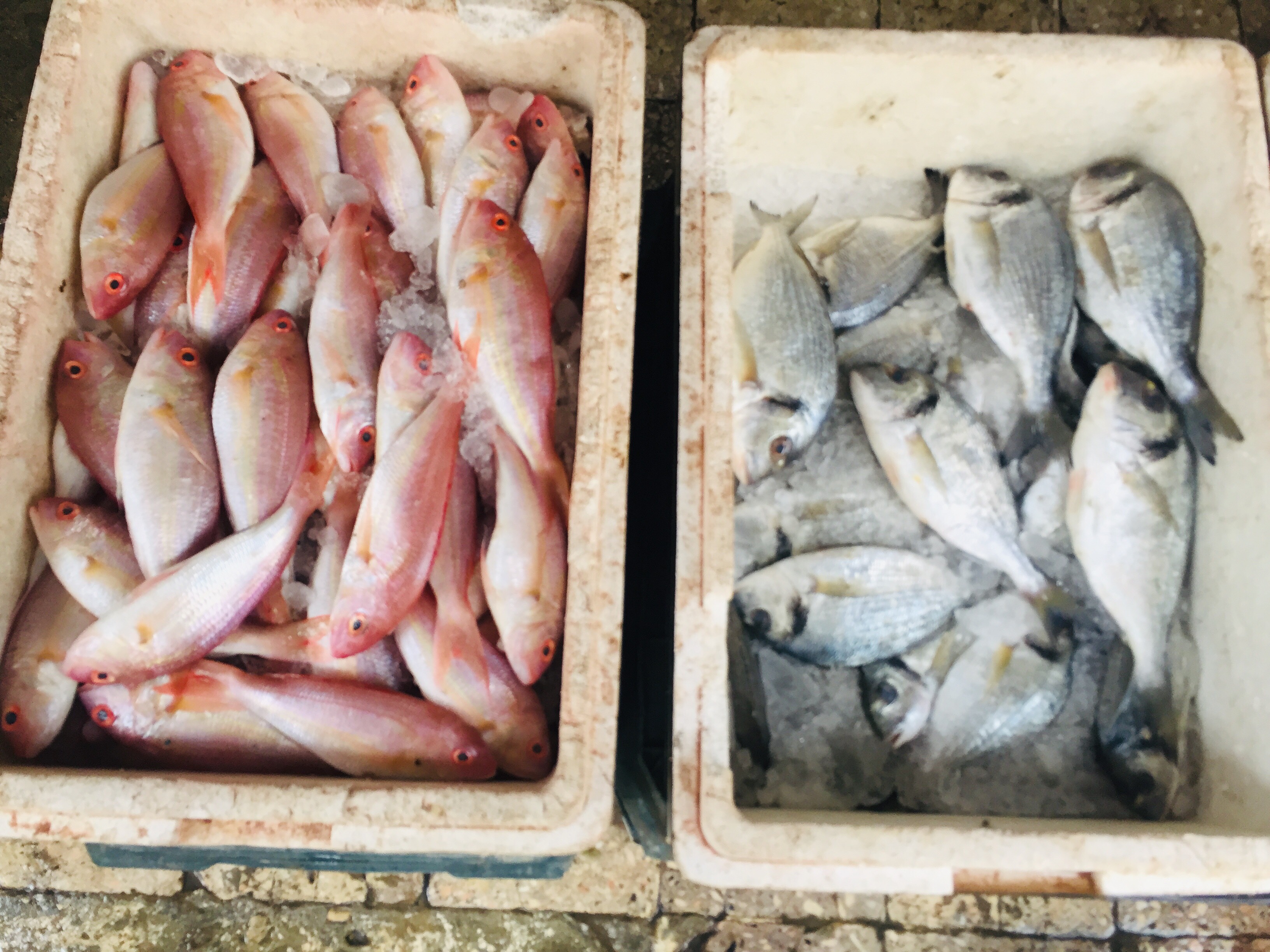 أسواق السمك بالإسماعليلية (11)