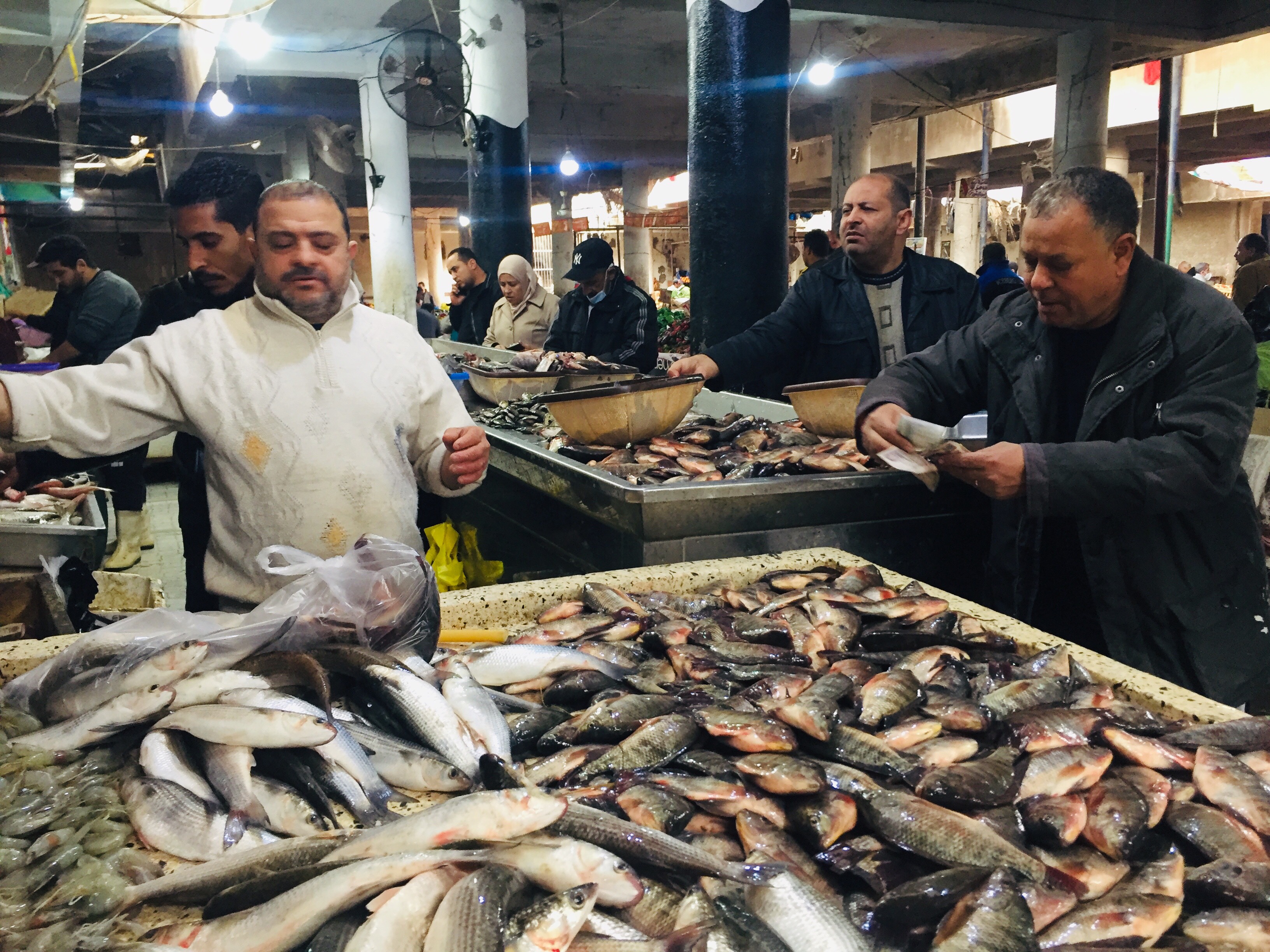 أسواق السمك بالإسماعليلية (4)