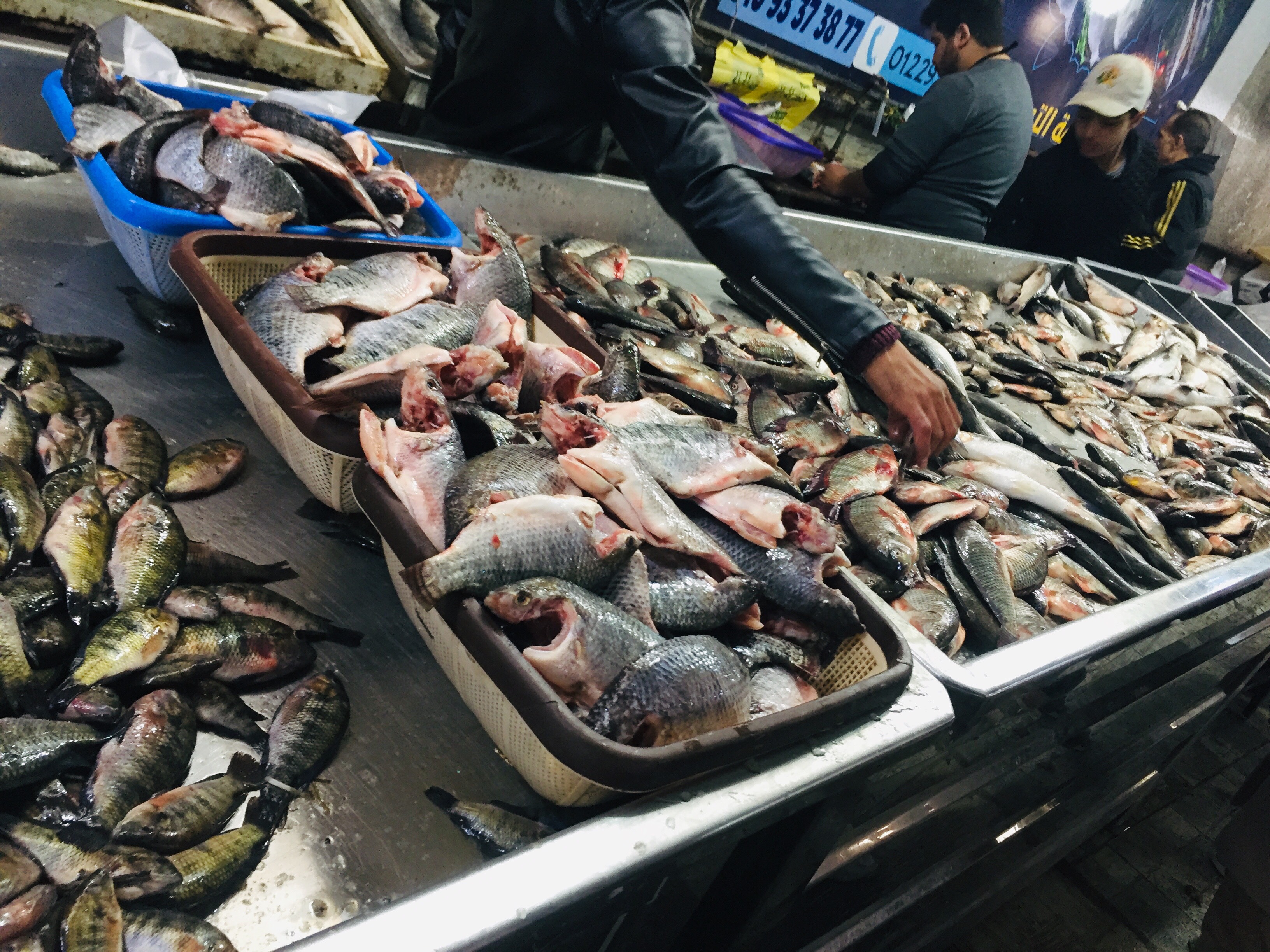 أسواق السمك بالإسماعليلية (8)